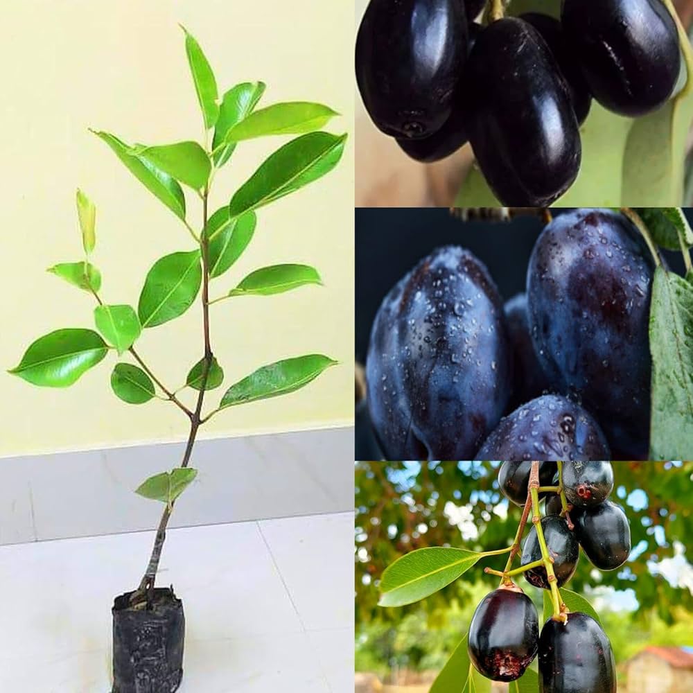 কেজি ১০ জাম ছবি ৫