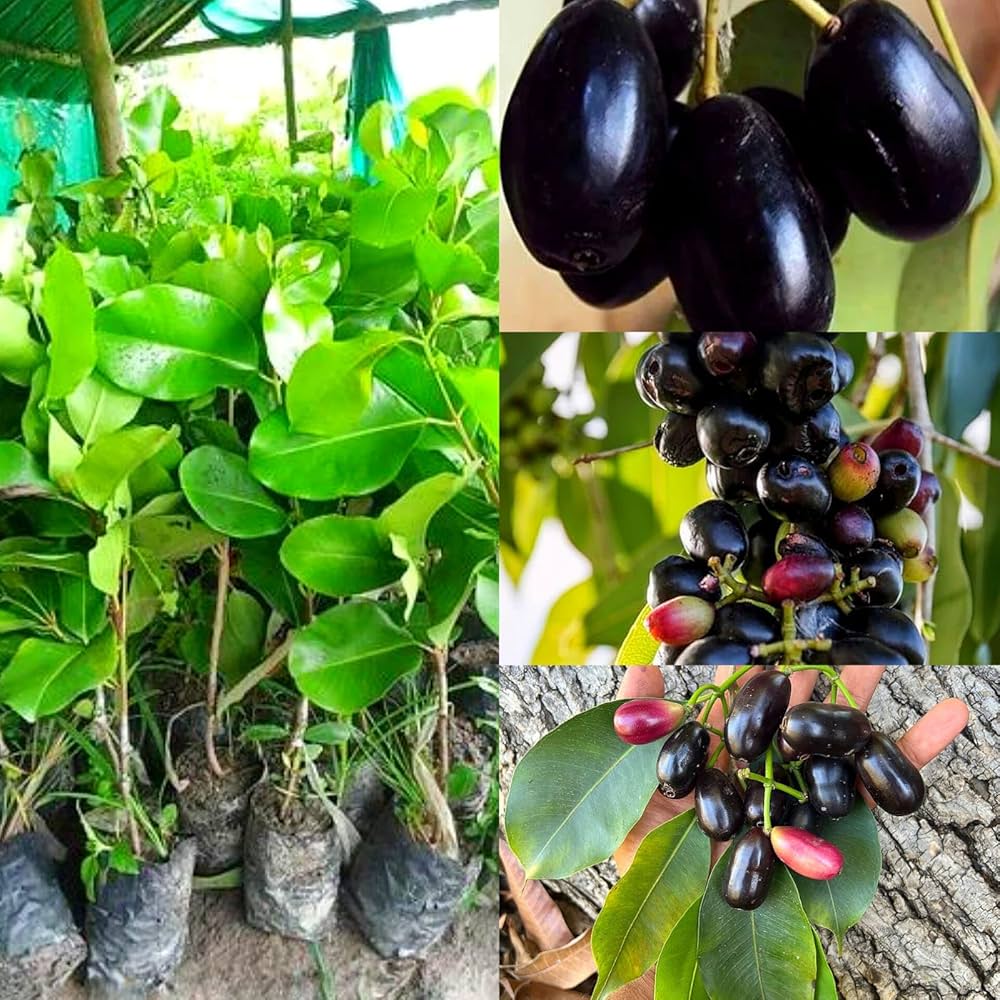 কেজি ১০ জাম ছবি ১