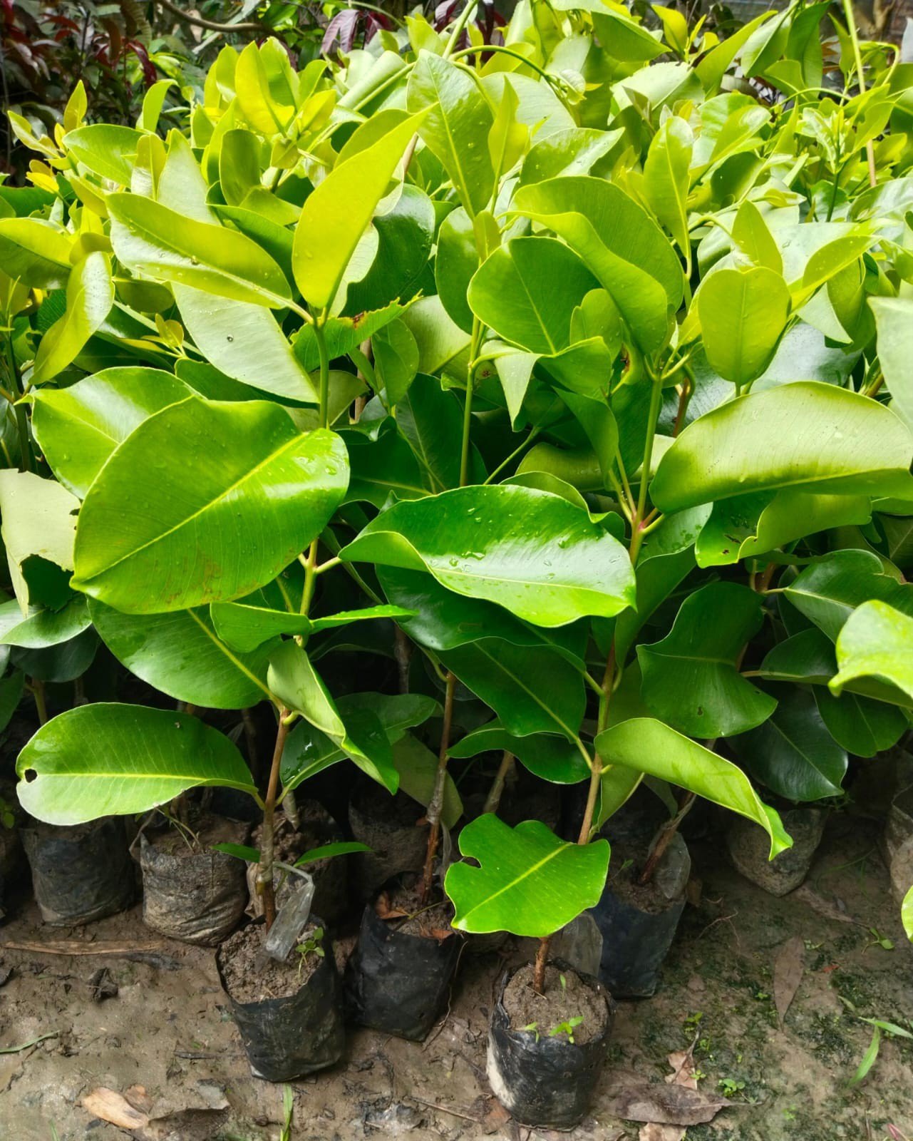 কেজি ১০ জাম ছবি ৩