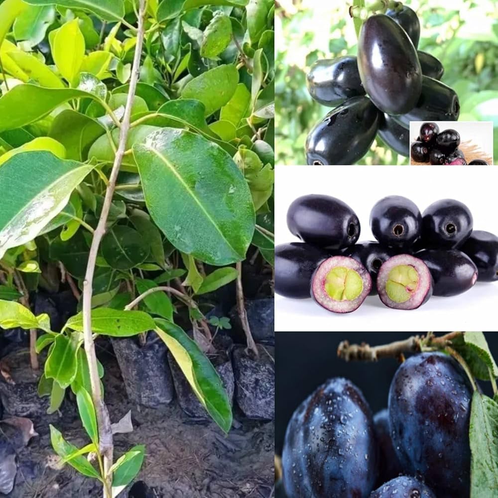 কেজি ১০ জাম ছবি ৪